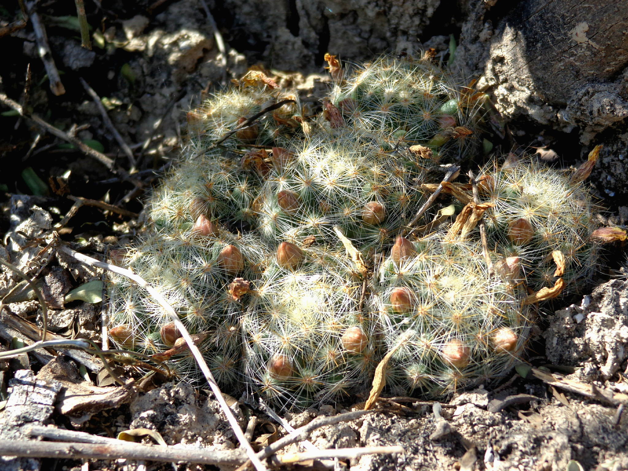 Mammillaria baumii